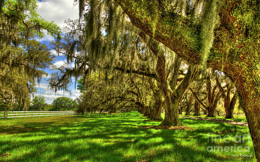 Lowcountry Shadows Tomotley Plantation Live Oaks South Carolina Landscape Art Photograph by Reid Callaway