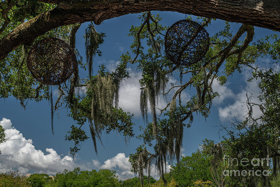 Lowcountry Spanish Moss Dream Catcher Photograph by Dale Powell