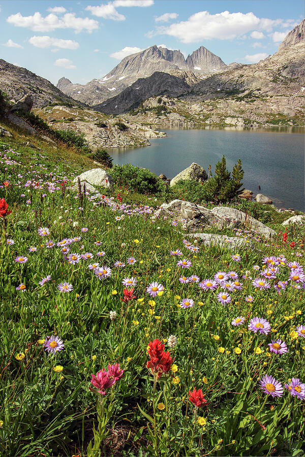 Lower Jean Lake Wildflowers and Mount Arrowhead - Wind River Wilderness, Wyoming Photograph by Brett Pelletier