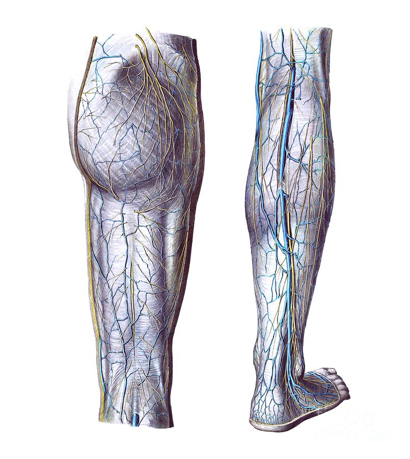 compartments of leg with blood and nerve supply