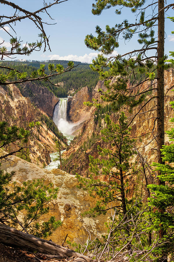 Yellowstone National Park Photograph - Lower Yellowstone Canyon Falls - Yellowstone National Park Wyoming by Brian Harig