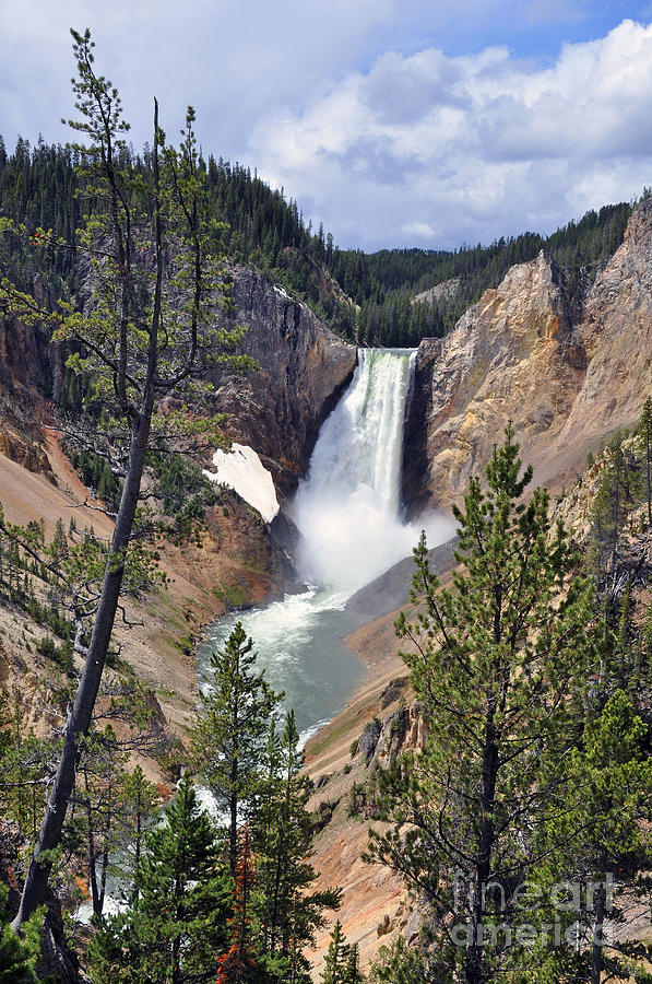 Lower Yellowstone Falls Photograph by Randall Dill
