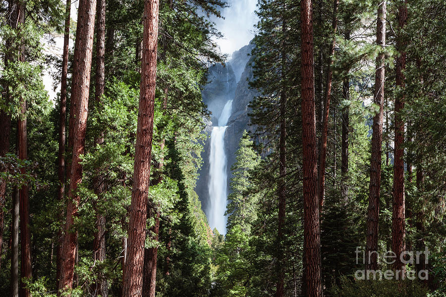 Lower Yosemite fall and forest, Yosemite NP, USA Photograph by Matteo Colombo