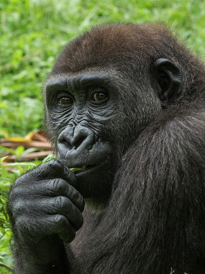 Lowland Gorilla Juvenile Photograph by Gerry Ellis
