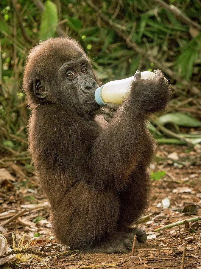Lowland Gorilla Orphan Feeding Photograph by Gerry Ellis
