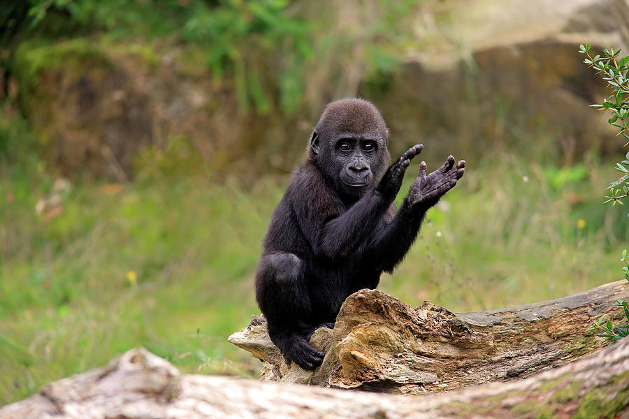 Lowland Gorilla Photograph by Tier Und Naturfotografie J Und C Sohns