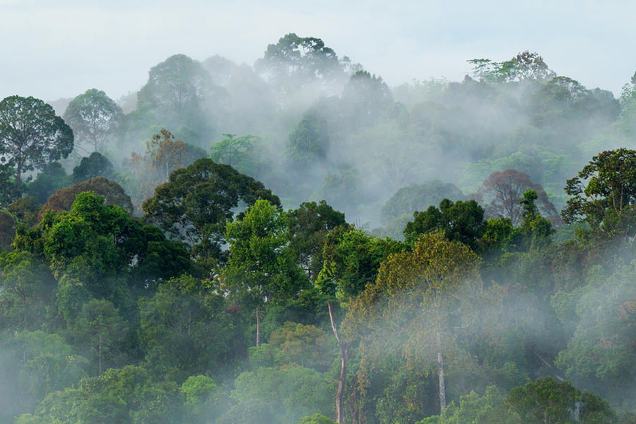 Lowland Rainforest In Sabah, Borneo Photograph by Sebastian Kennerknecht