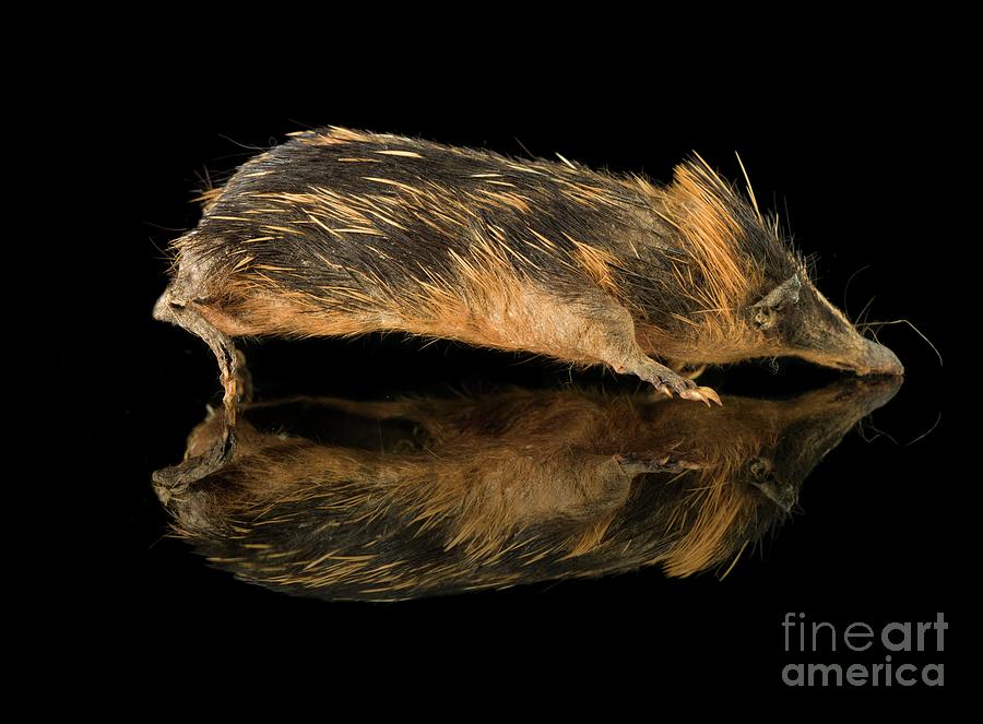 Lowland Streaked Tenrec Photograph by Natural History Museum, London/science Photo Library