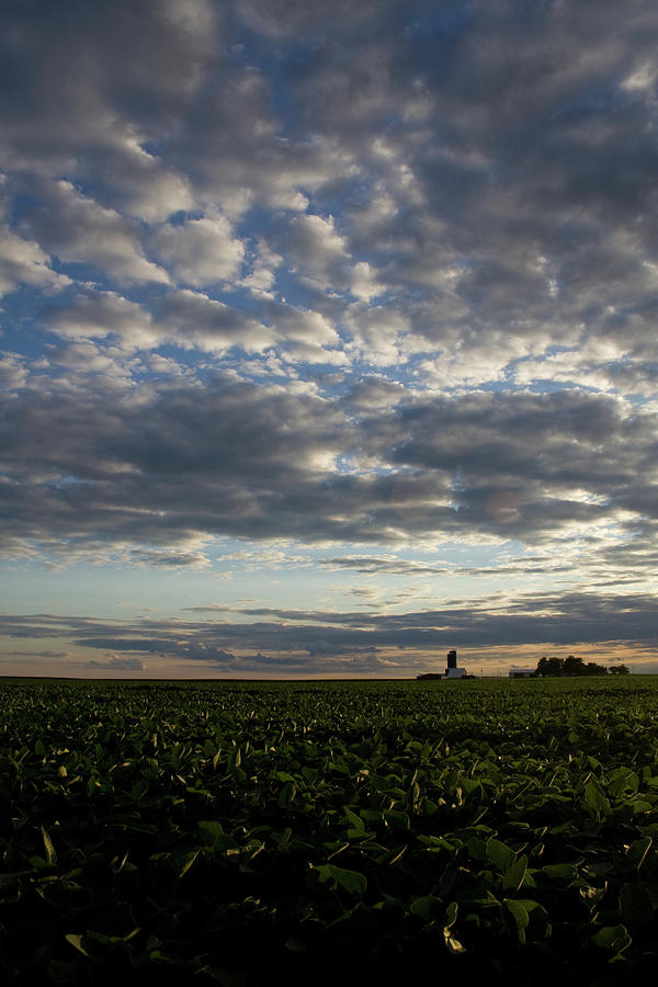 Lowlight July Beans by Dylan Punke Lowlight July Beans by Dylan Punke