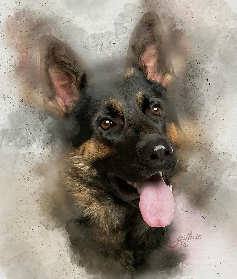 how loyal are german shepherds