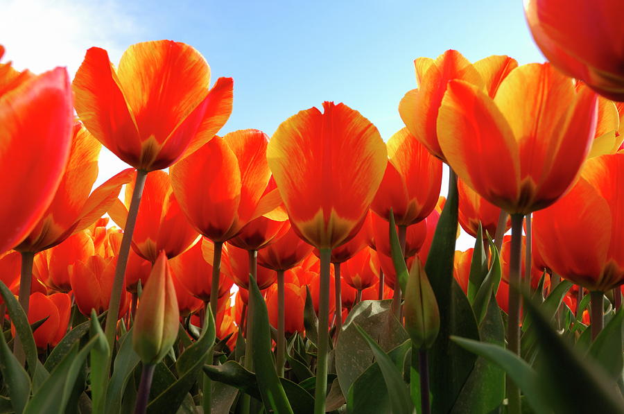 Lucent Orangered Tulips In Front Of by Joerg Hauke