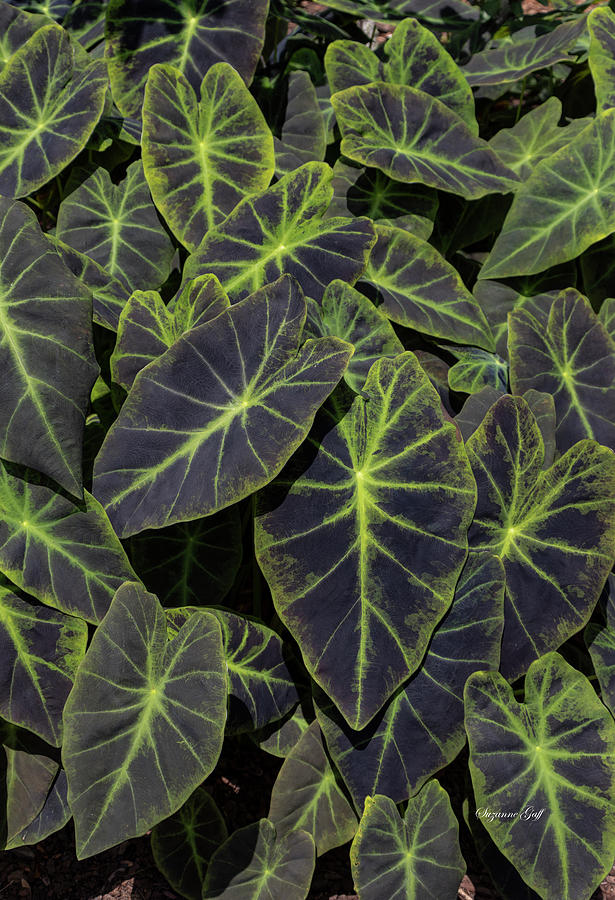 Luscious Leaves Photograph by Suzanne Gaff