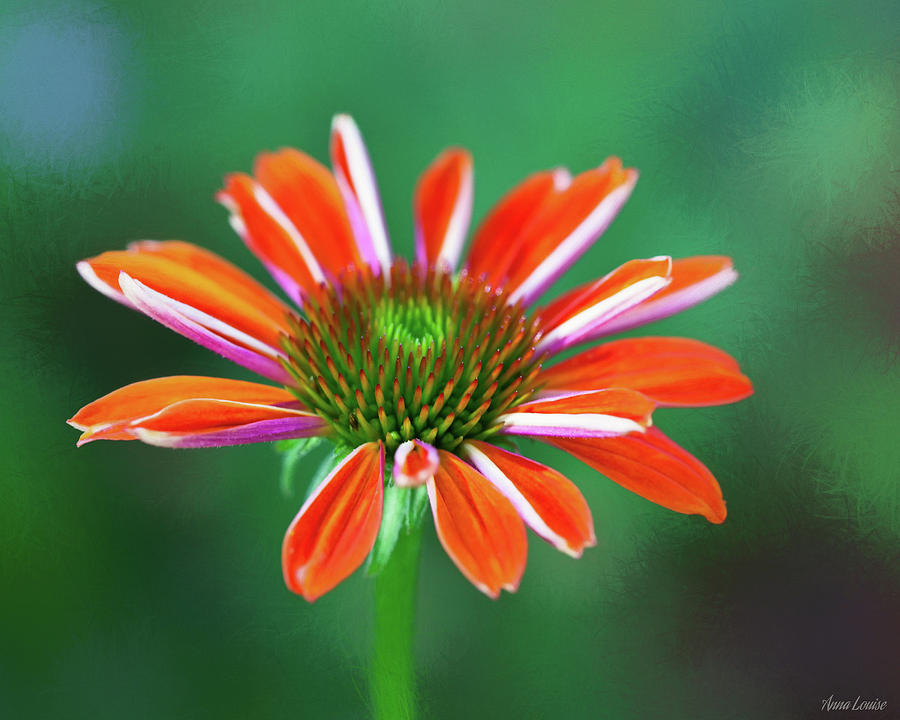 Lovely Orange Flower Photograph by Anna Louise