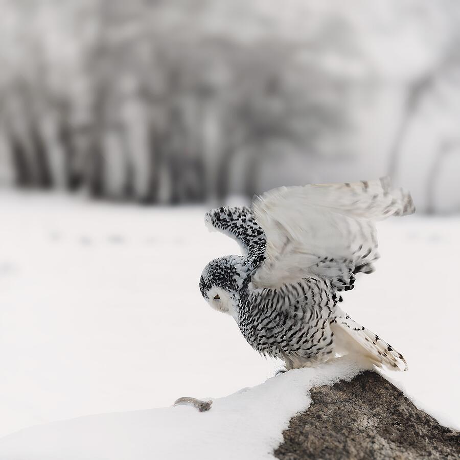 Lucky Day For A Snowy Owl Photograph by Michaela Fireov