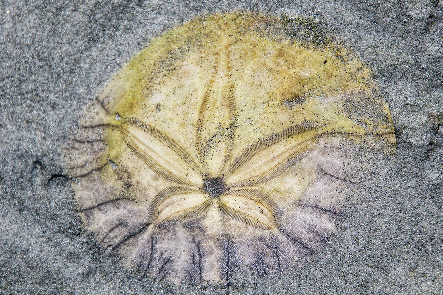 Lucky Sand Dollar Photograph by Peggy Collins