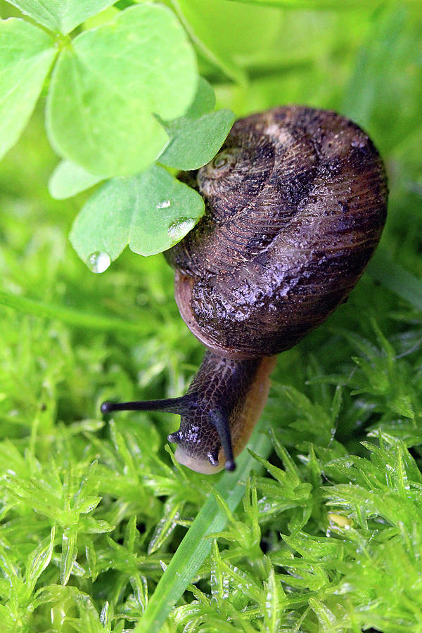 Lucky Snail Photograph by Jennifer Robin