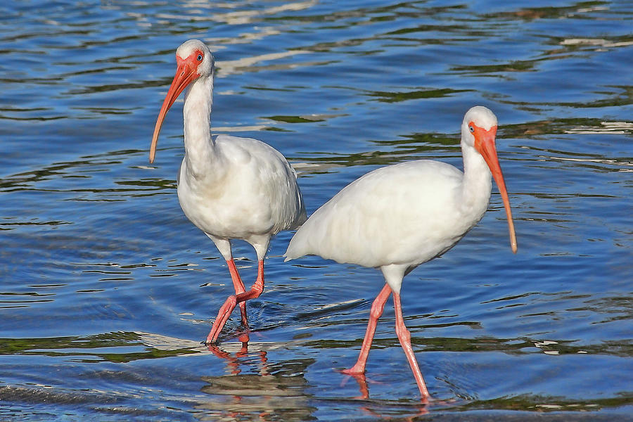 Ibis Photograph - Lucy And Ethel At The Beach by HH Photography of Florida