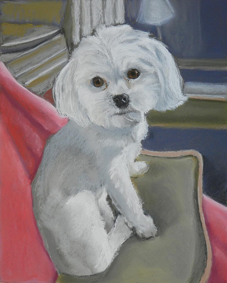 Small Dog Pastel - Lucy, the Maltese by Lenore Gaudet