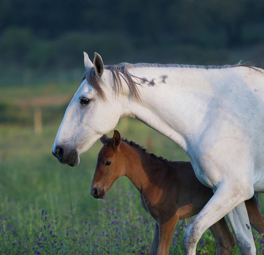 Lusitanos of Portugal No. 19 Photograph by Eleszabeth McNeel - Fine Art ...