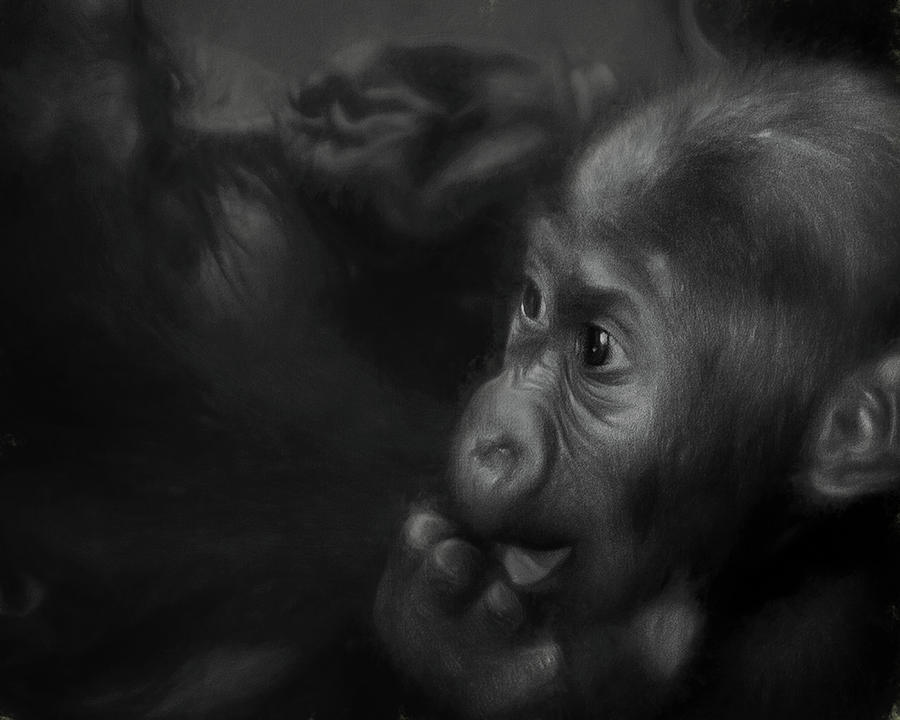 Brookfield Zoo Photograph - Lullaby by Paul Malen Brookfield Zoo Photograph - Lullaby by Paul Malen