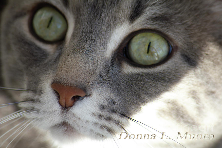 Lulu the Marble Gray Tabby Photograph by Donna L Munro