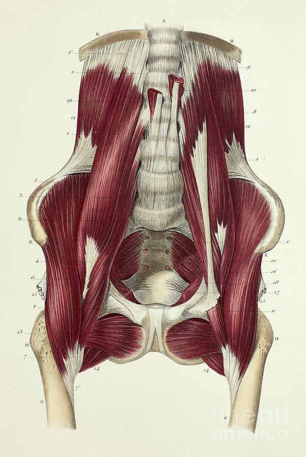 lumbosacral muscles