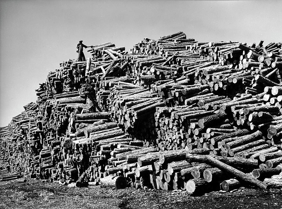 Vintage Photograph - Lumber Industry US by Margaret Bourke-White