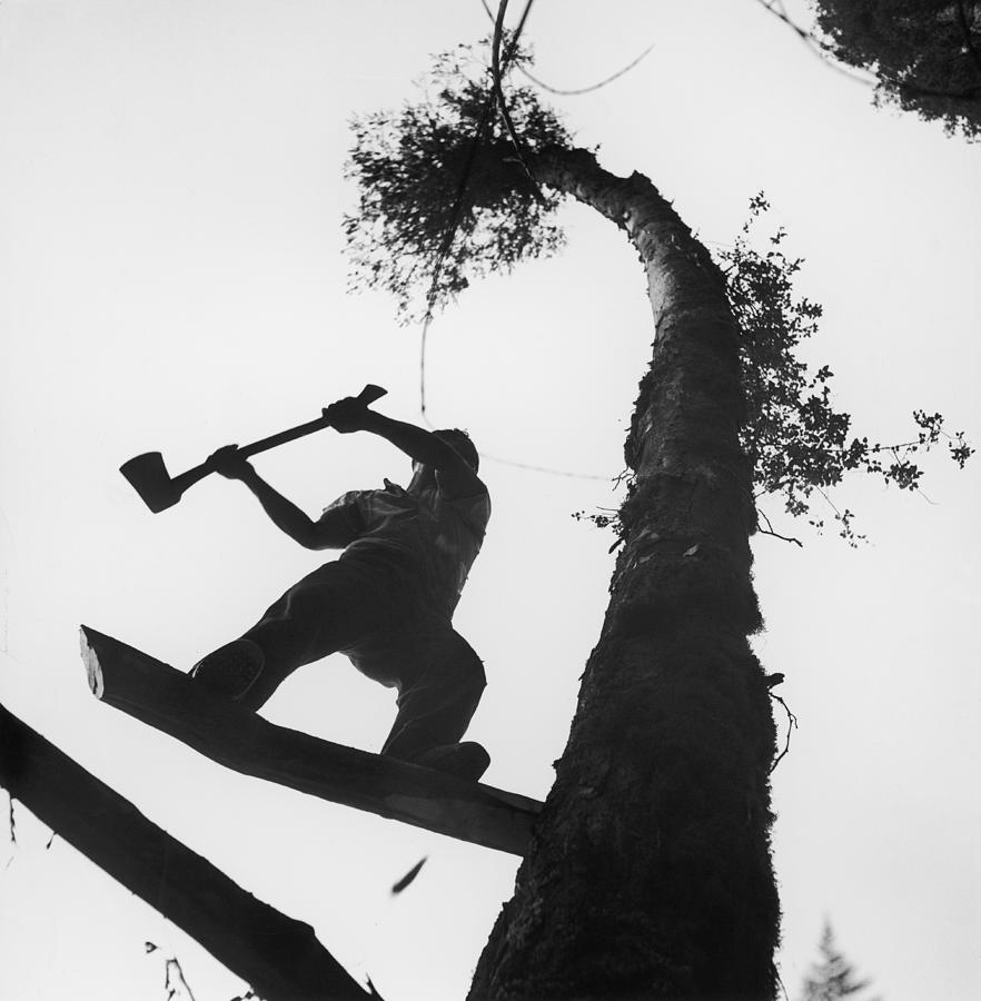 Lumberjack At Work Photograph by George Silk