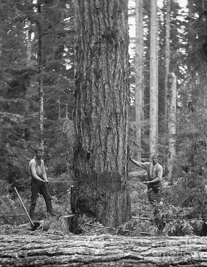 Lumberjacks Standing By Tree Photograph by Bettmann