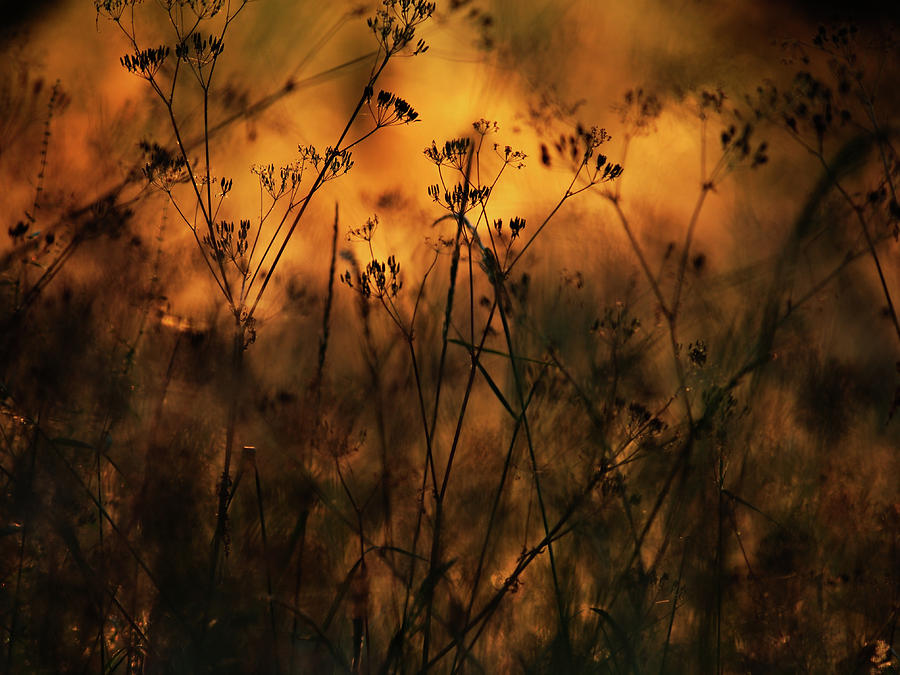 Lumieres Des Herbes 1 Photograph by Jorg Becker