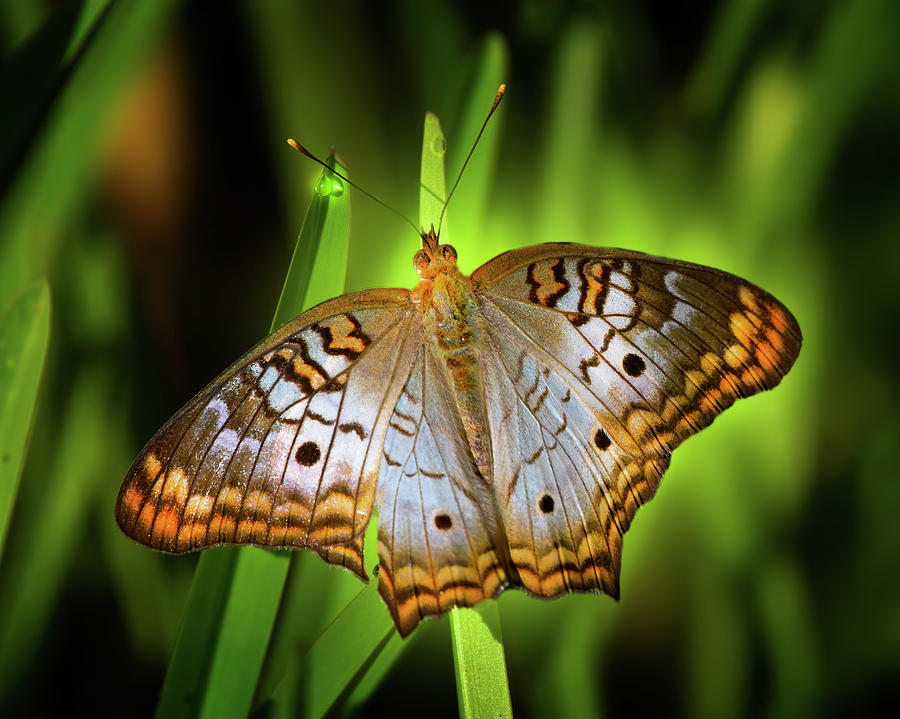Luminescent Butterfly Photograph by Mark Andrew Thomas