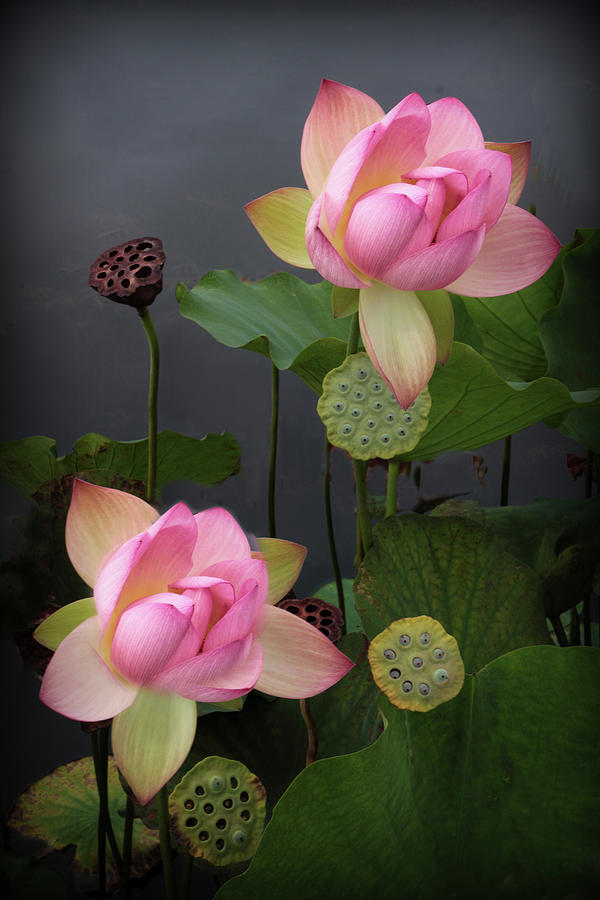 Luminescent Lotus Photograph by Jessica Jenney