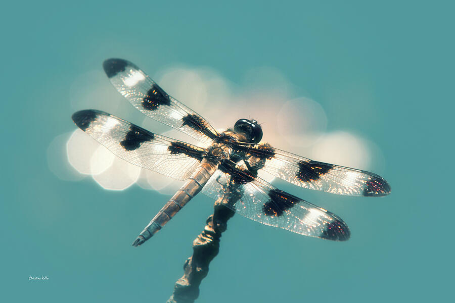 Luminous Dragonfly Photograph by Christina Rollo