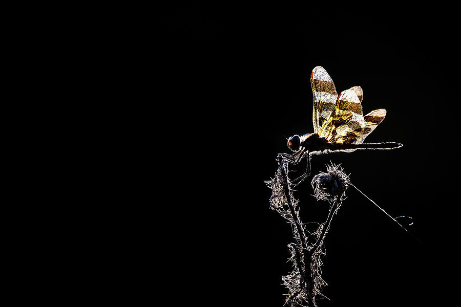 Luminous Dragonfly Photograph by Penny Meyers