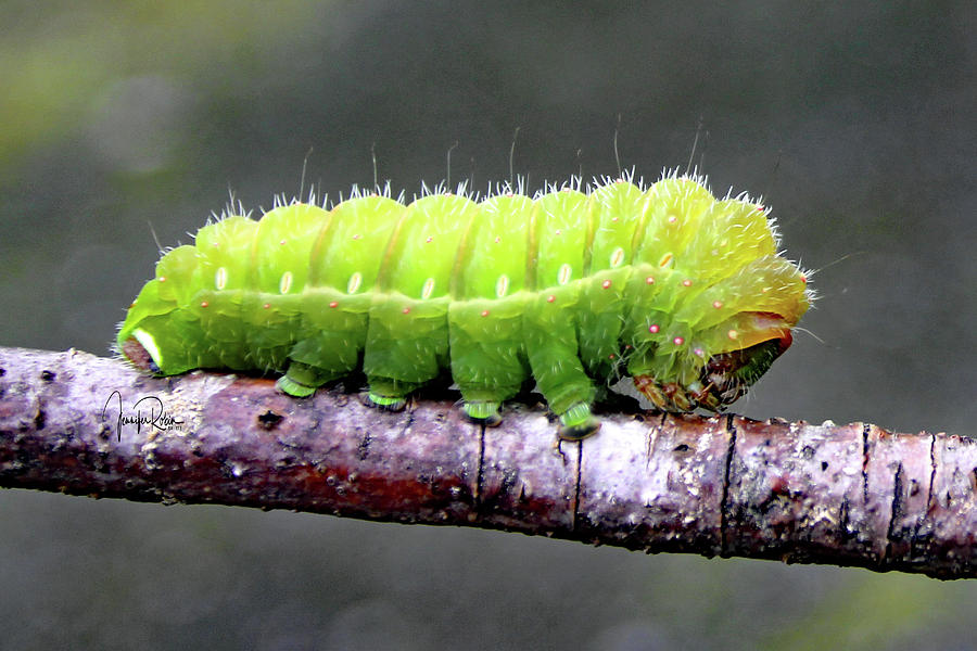 Luna Caterpillar Photograph
