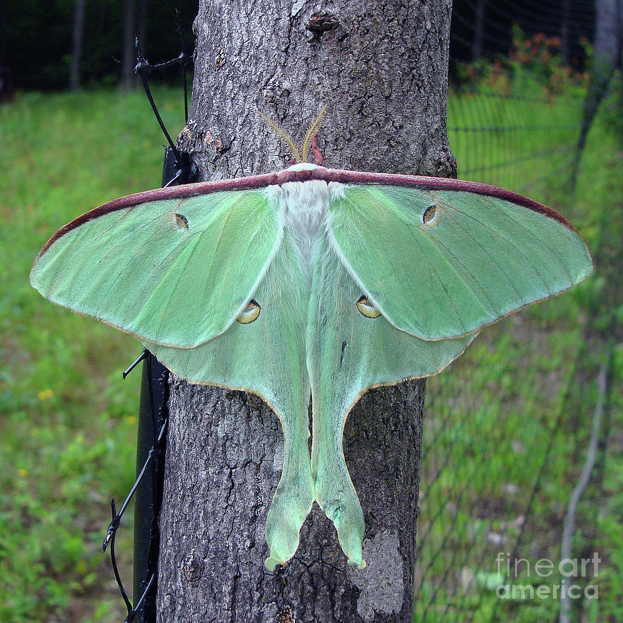Luna Moth Photograph by Amy E Fraser