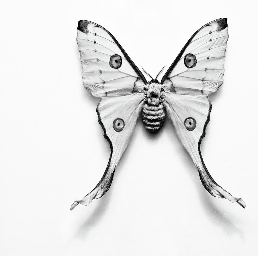 Luna Moth Black And White Photograph by Jeff Presnail / Getty Images