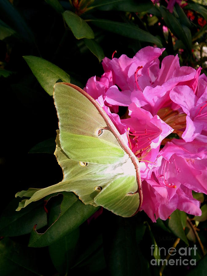 Cottage Photograph - Luna Moth by Janine Riley