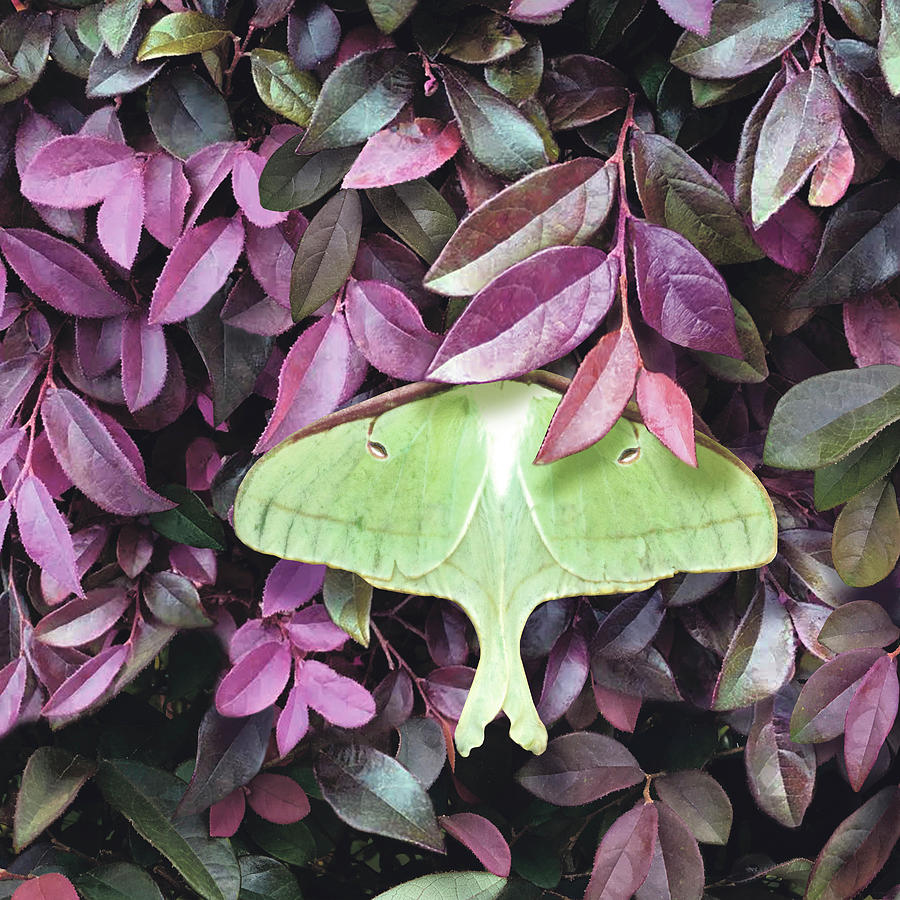 Insects Photograph - Luna Moth On Loropetalum by Margaret Wilson