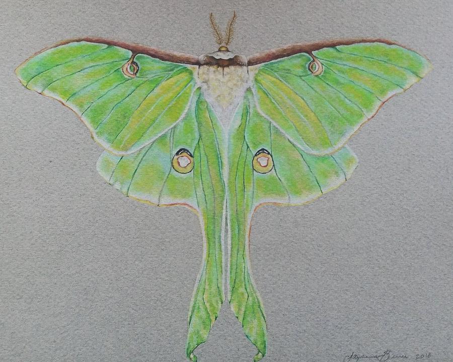 luna moth drawing