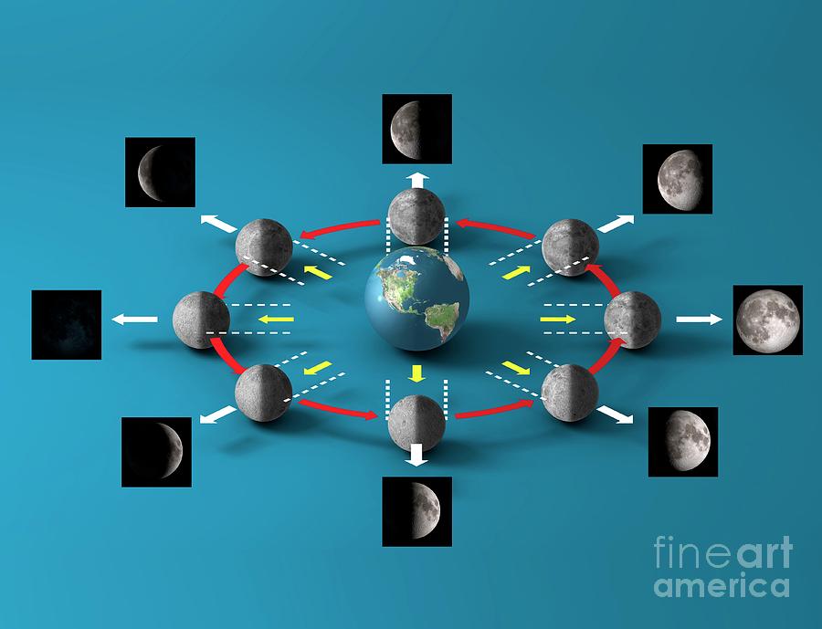 Lunar Cycle Photograph by Carlos Clarivan/science Photo Library