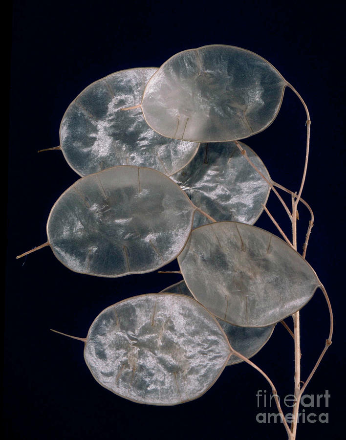 Lunaria Annua. Photograph by Robert J Erwin/science Photo Library