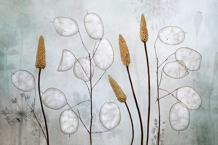 Lunaria Photograph by Mandy Disher