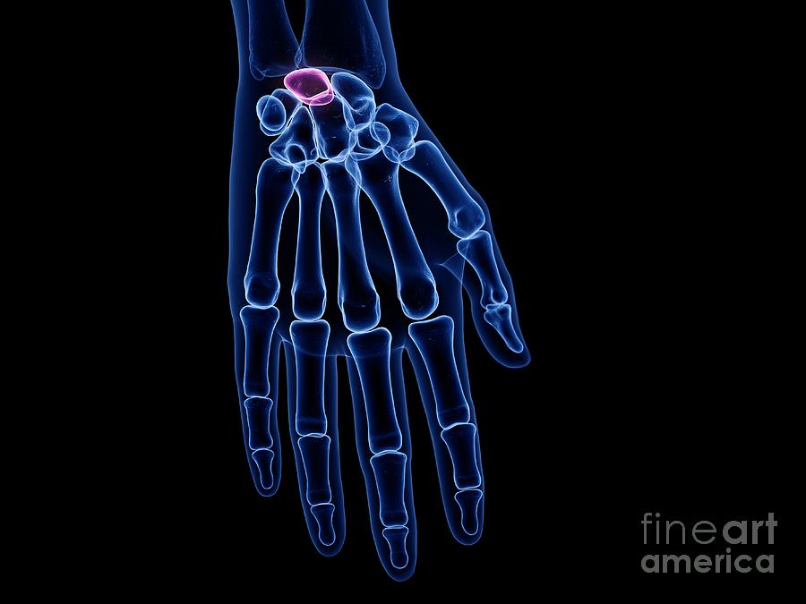 Lunate Bone Photograph by Sebastian Kaulitzki/science Photo Library