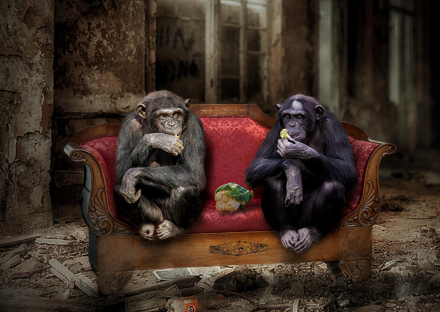 Monkey Photograph - Lunch Break by Gabrielle Halperin