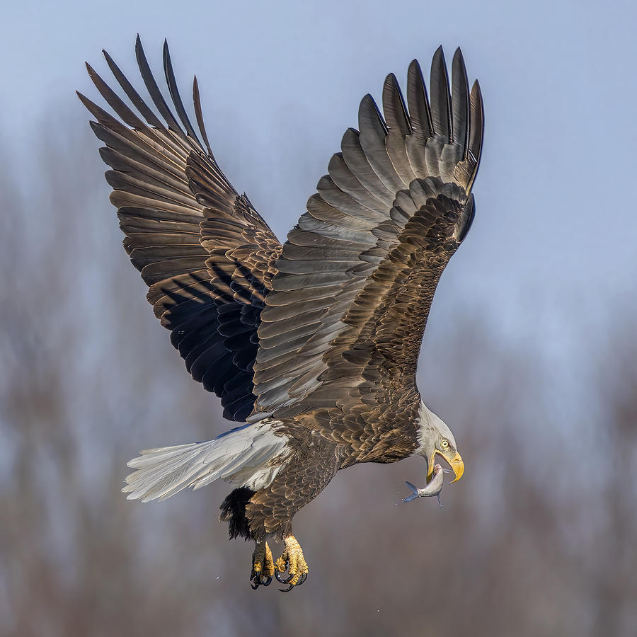 Eagle Photograph - Lunch In The Air by Jian Xu