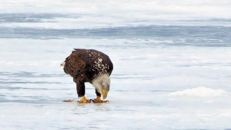 Lunch on Ice Photograph by Harry Moulton