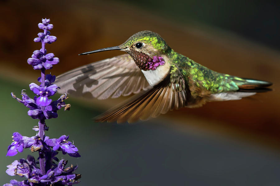 Lunch on the wing Photograph by Randall Roberts - Fine Art America