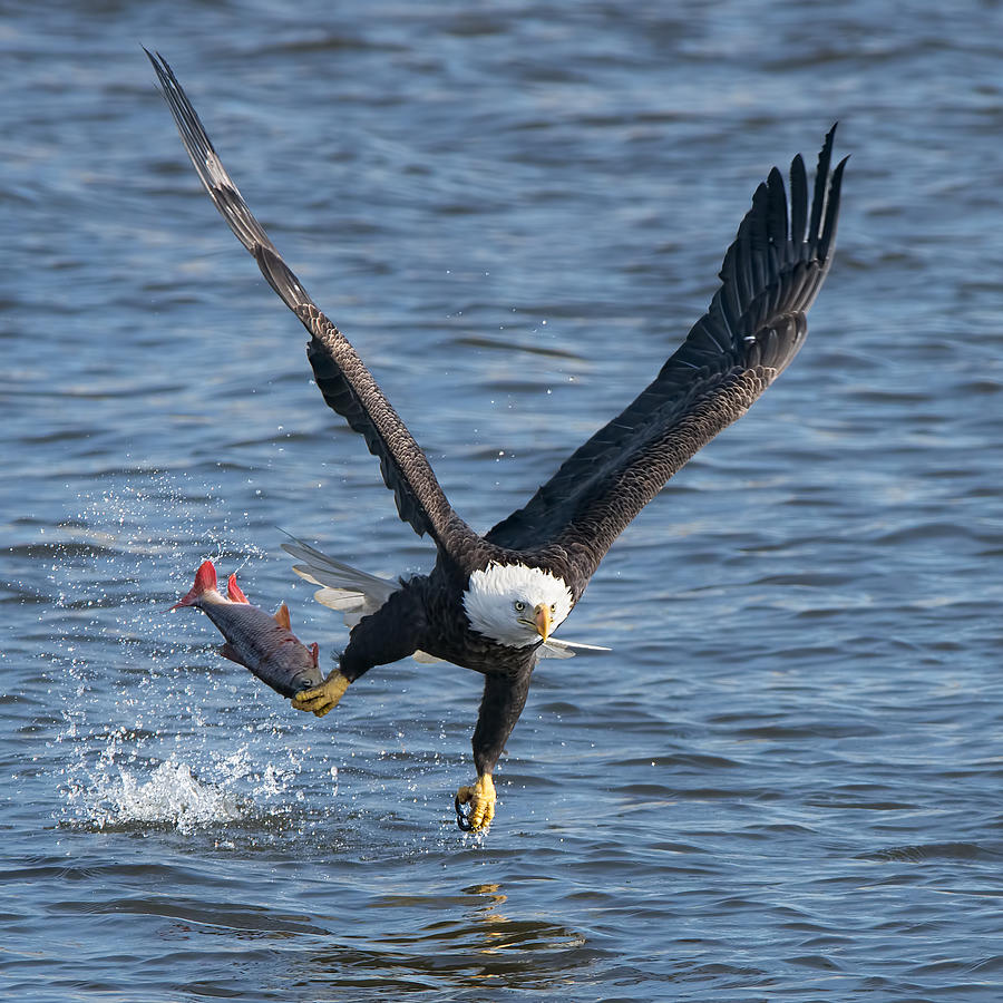 Eagle Photograph - Lunch Over Mississippi by John Fan
