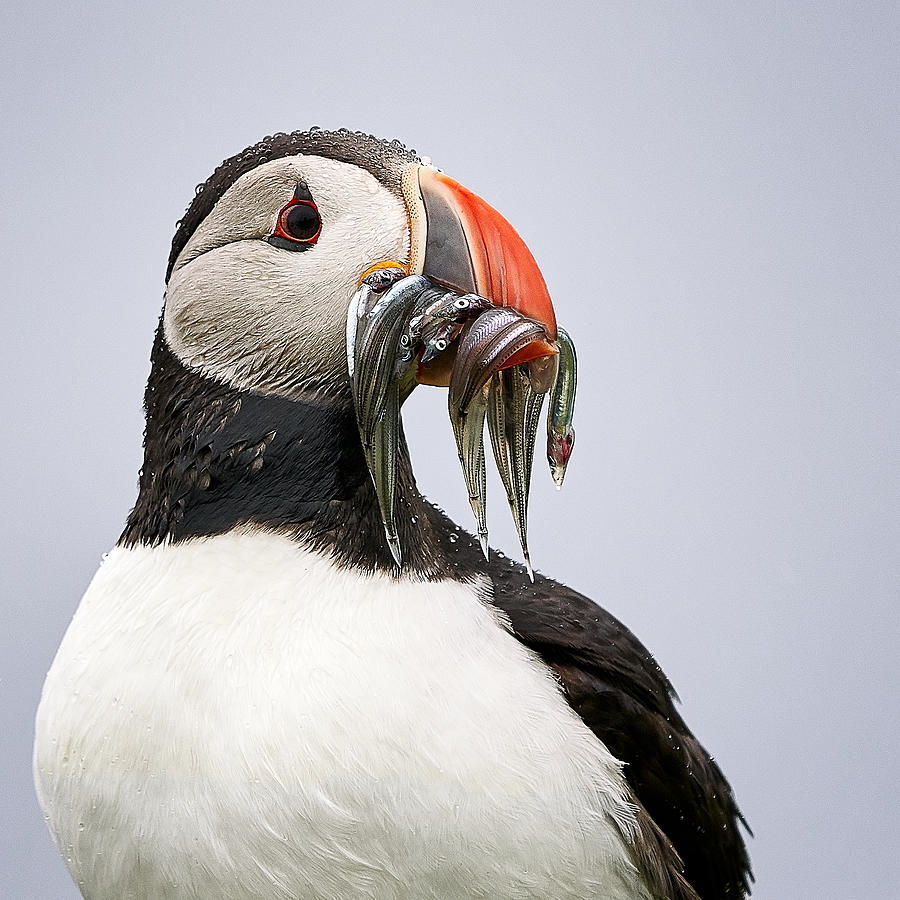 Puffin Photograph - Lunch Time / Portrait Of A Puffin by Gerd Moors